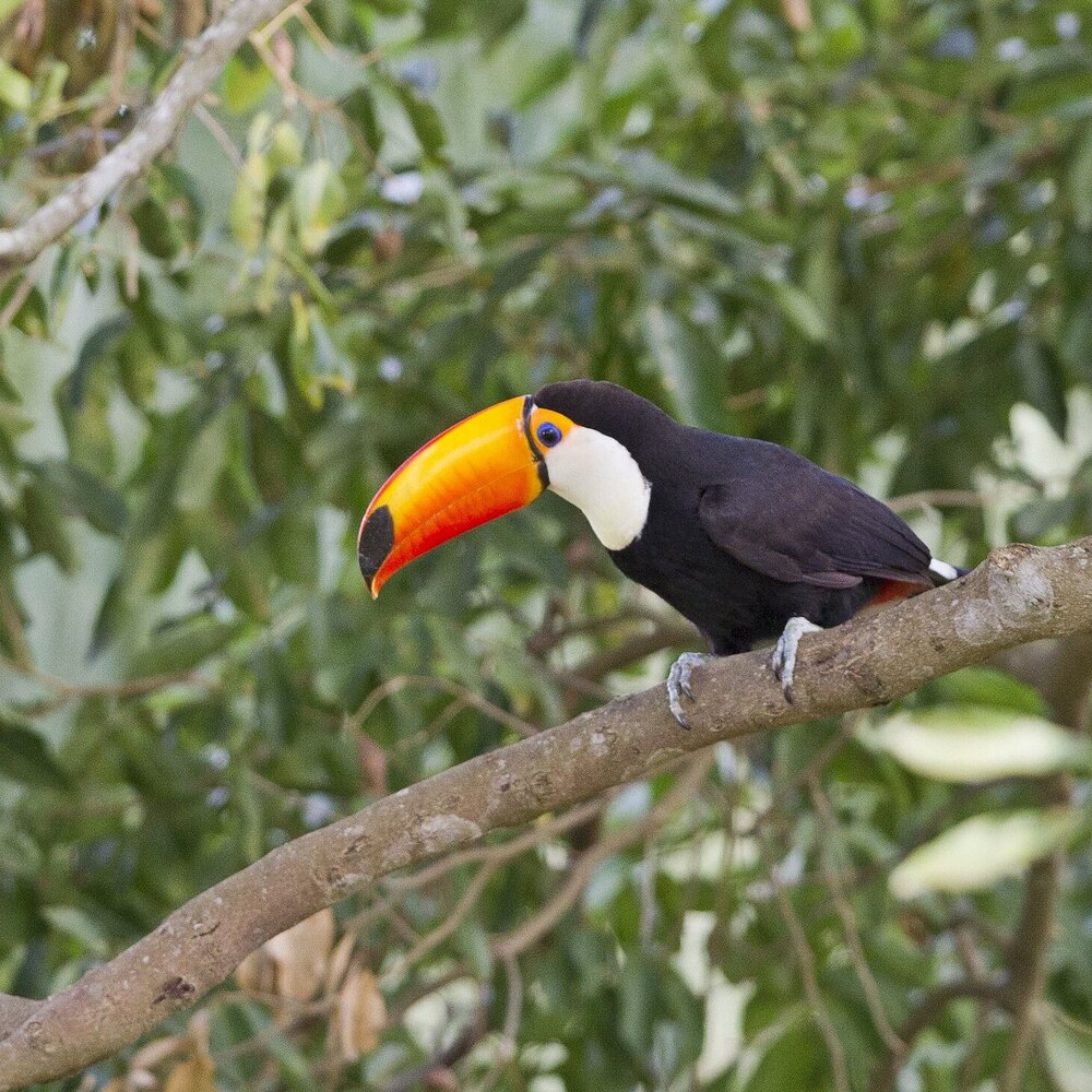 Birding Pantanal Brazil Ecotours