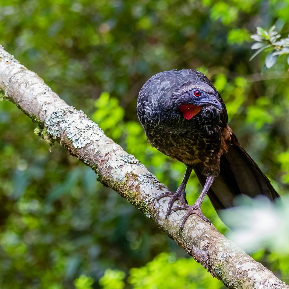 Birding Pantanal Brazil Ecotours