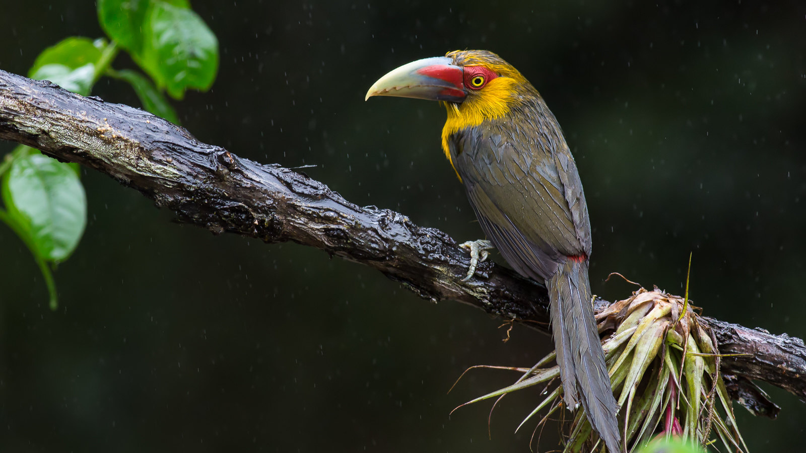 Birding Pantanal Brazil Ecotours