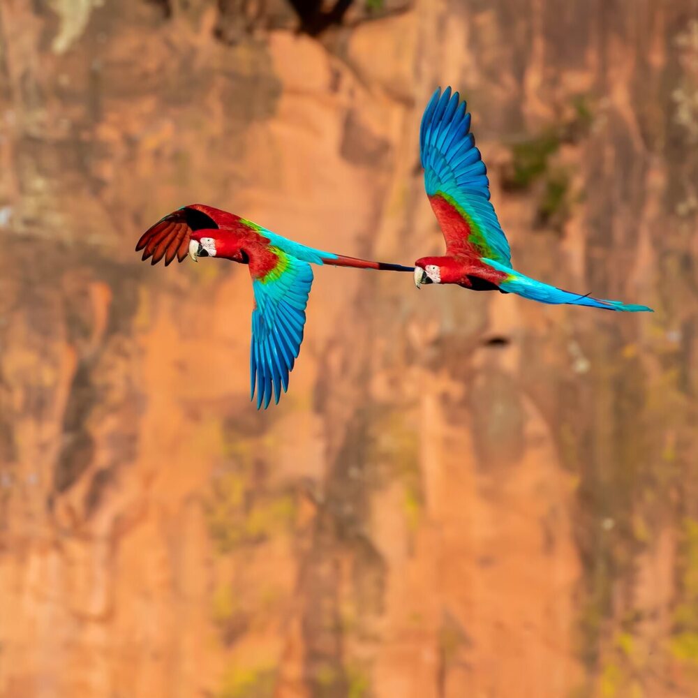 Birding Pantanal Brazil Ecotours