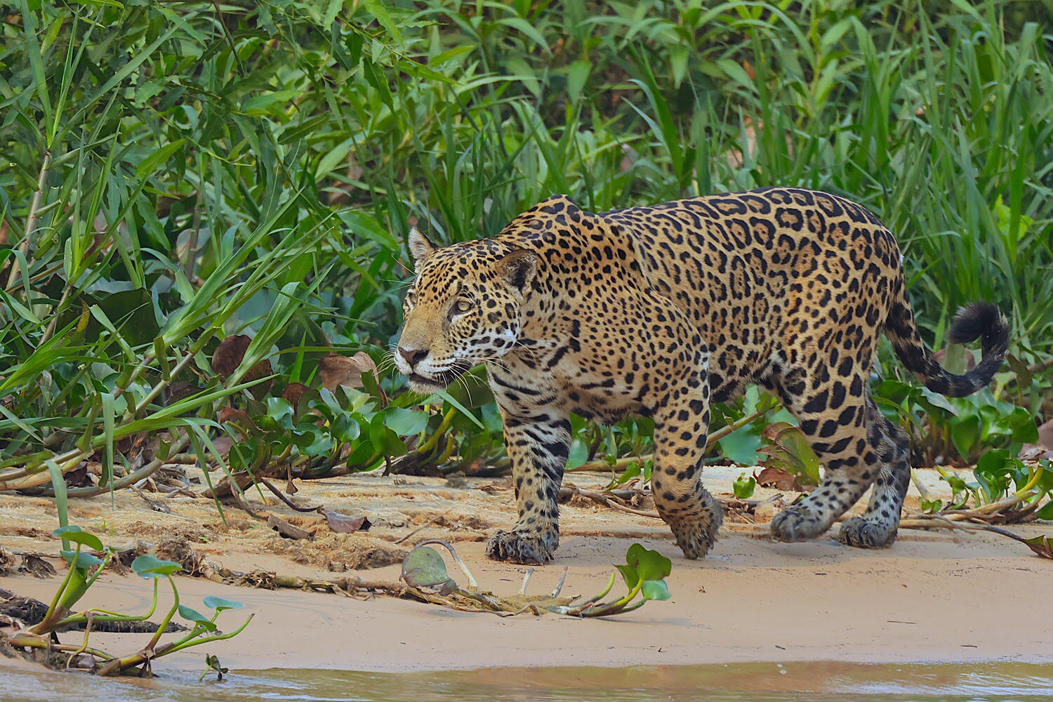 brazil guides birding experts