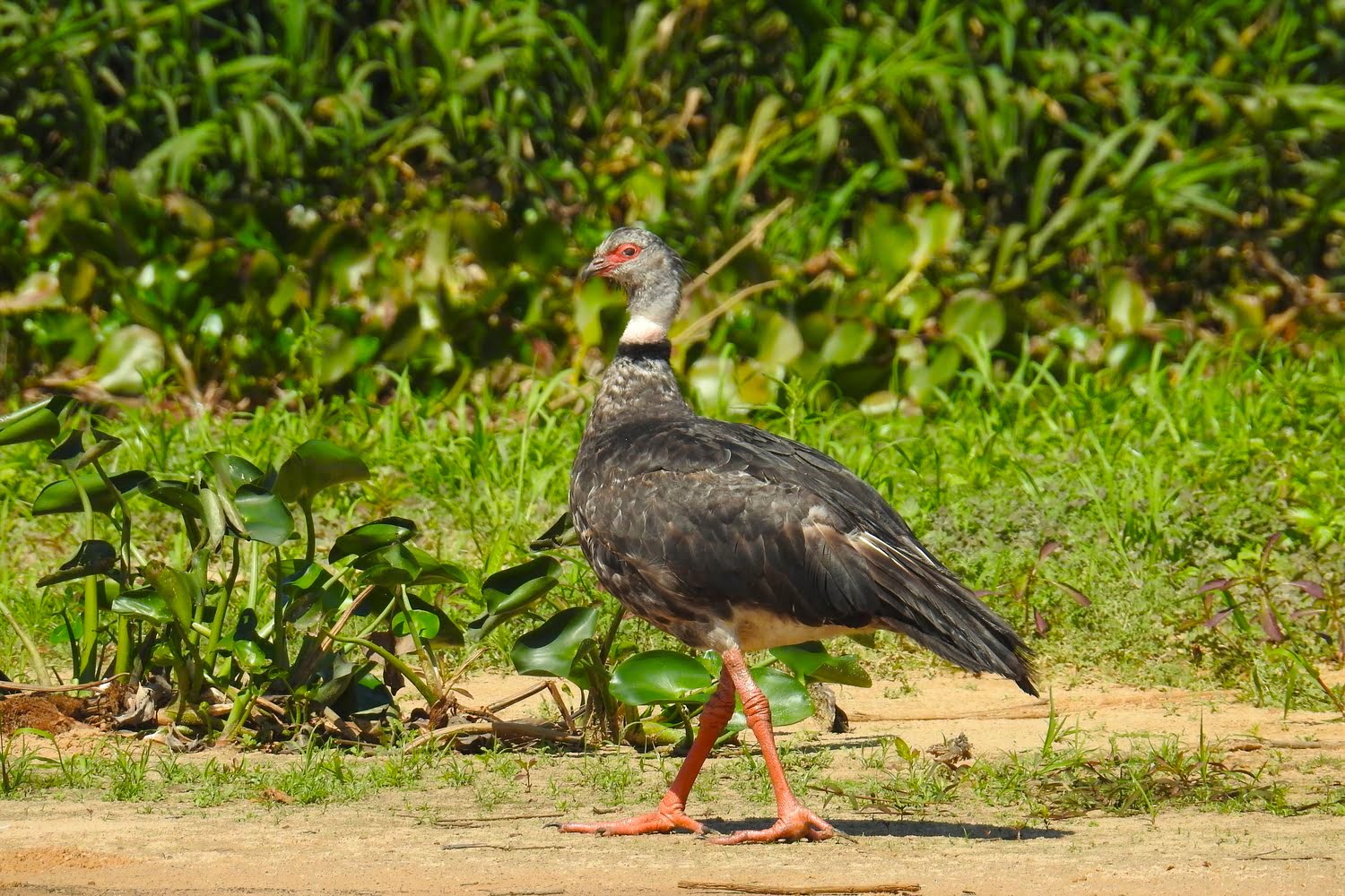 Brazil Birding Tours