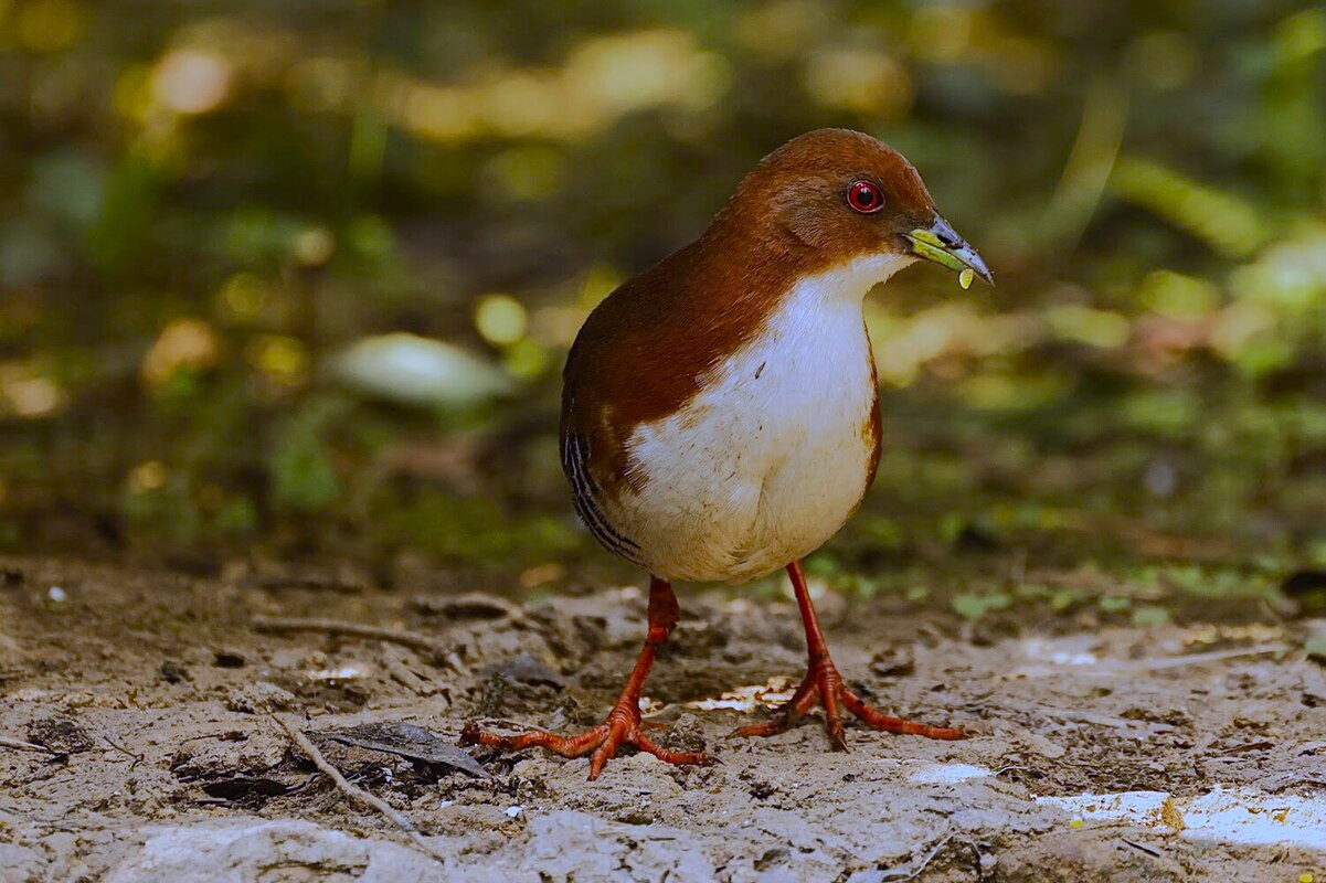 Brazil Birding Tours